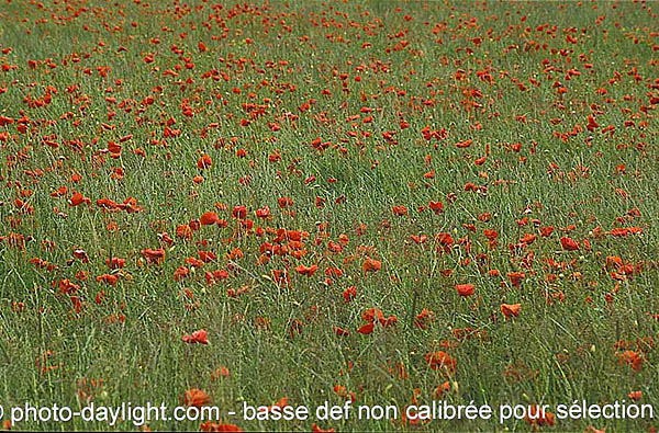 coquelicots